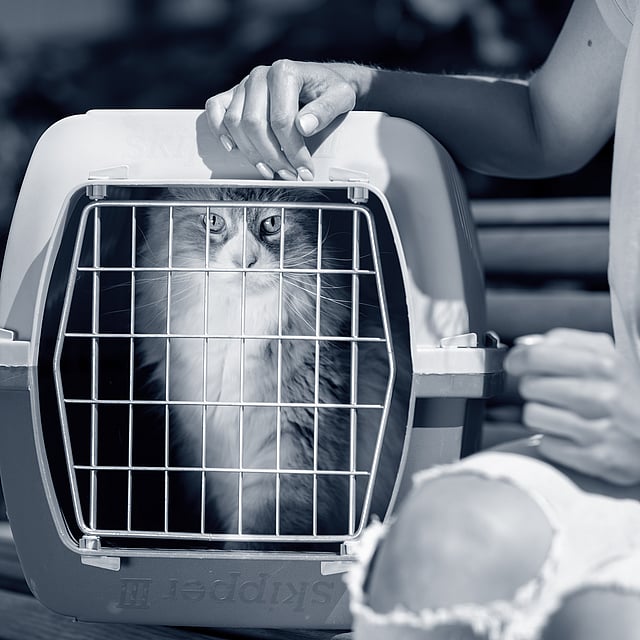 Un gatto in gabbia.