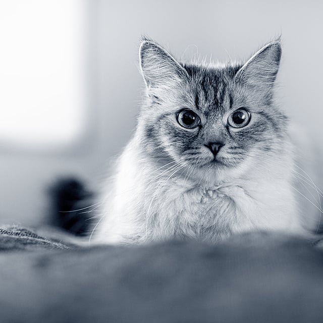 Un gatto che guarda la telecamera.