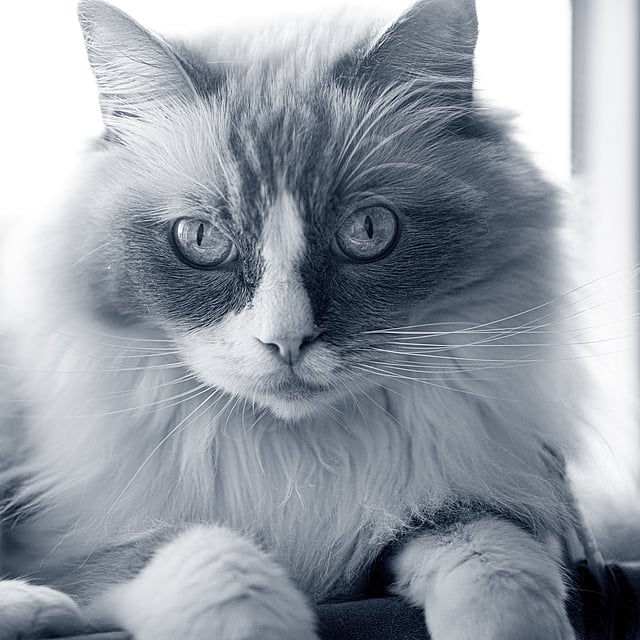 Un gatto sdraiato che guarda la telecamera.