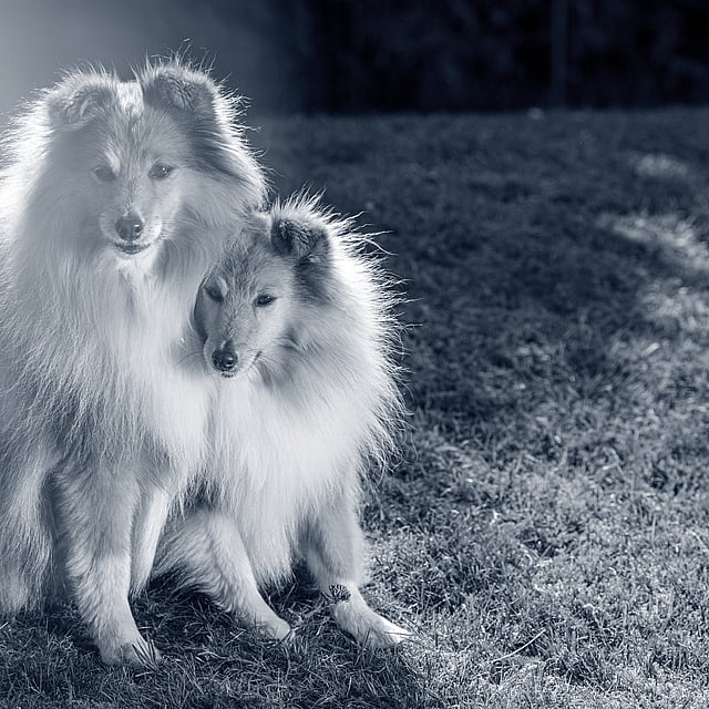 Due cani seduti sull'erba.