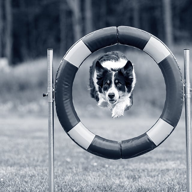 Un cane che salta attraverso un anello.