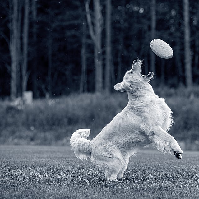 Un cane che salta per prendere un frisbee.