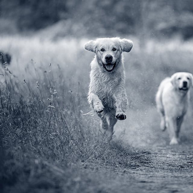 Due cani che corrono su un sentiero sterrato.