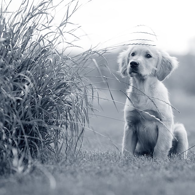 Un cane seduto nell'erba.