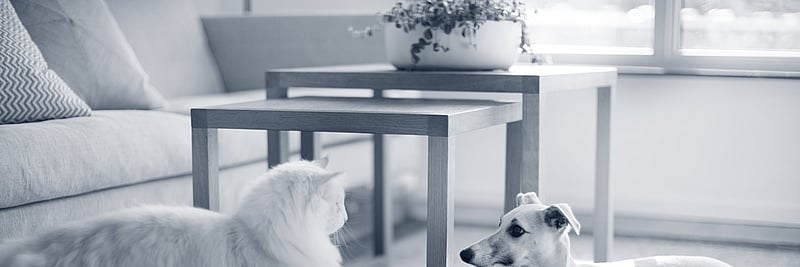 AniCura Policlinico Veterinario - Roma Sud