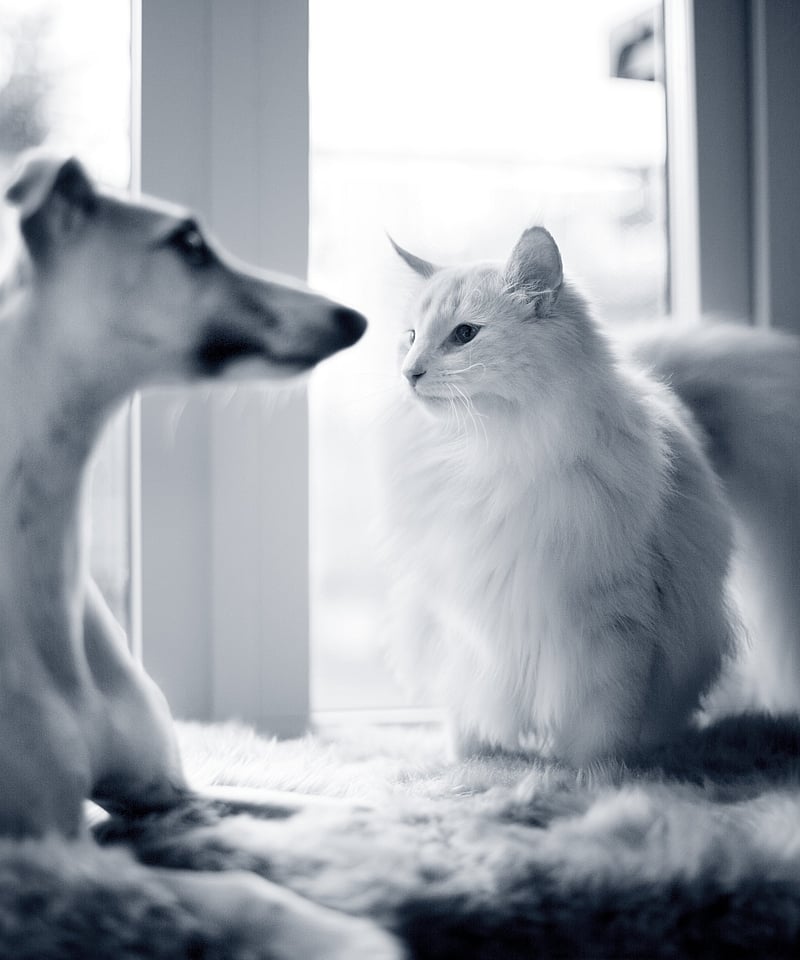 Un cane e un gatto che si guardano.