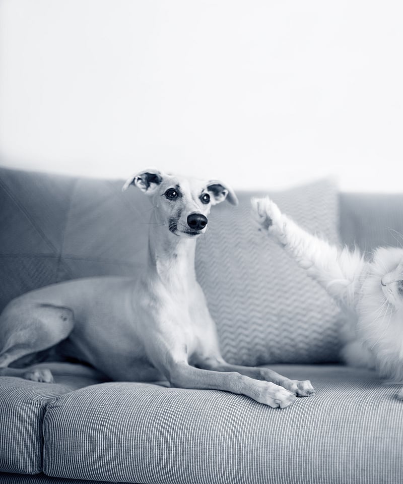 Un cane e un gatto su un divano.
