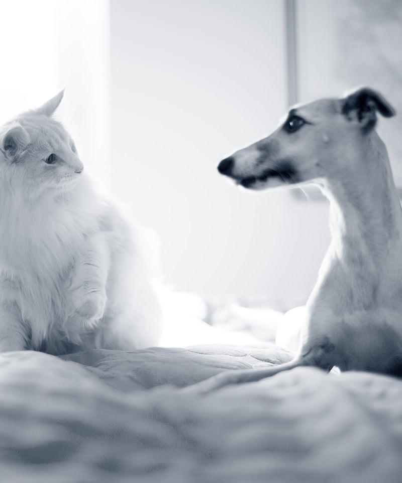 Un gatto e un cane seduti su un letto.