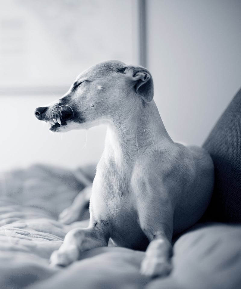 Un gatto e un cane su un letto.