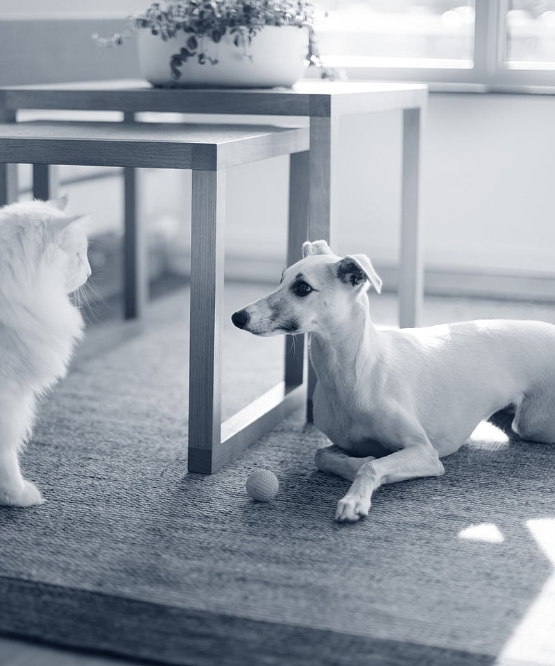 Un gatto e un cane su un tappeto.