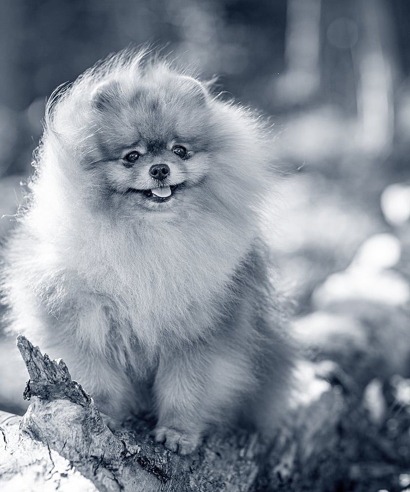 Un cane seduto su un tronco.