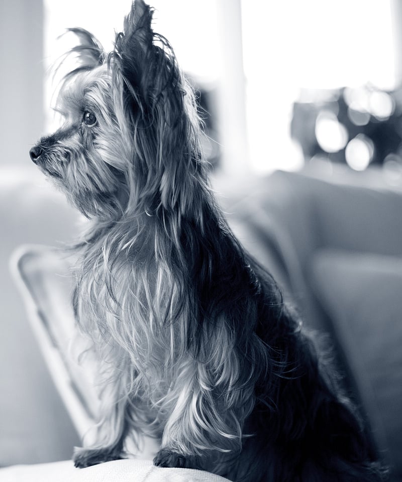 Un cane seduto su un divano.