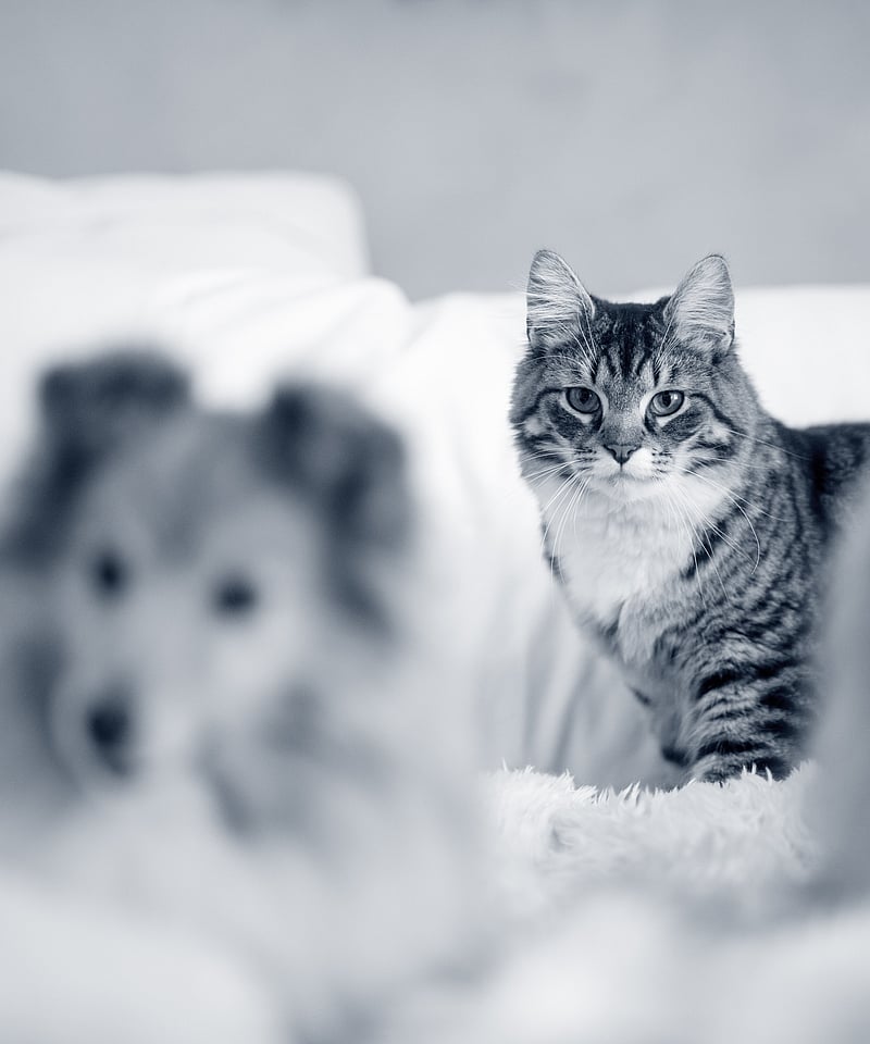 Un gatto e cani su un letto.