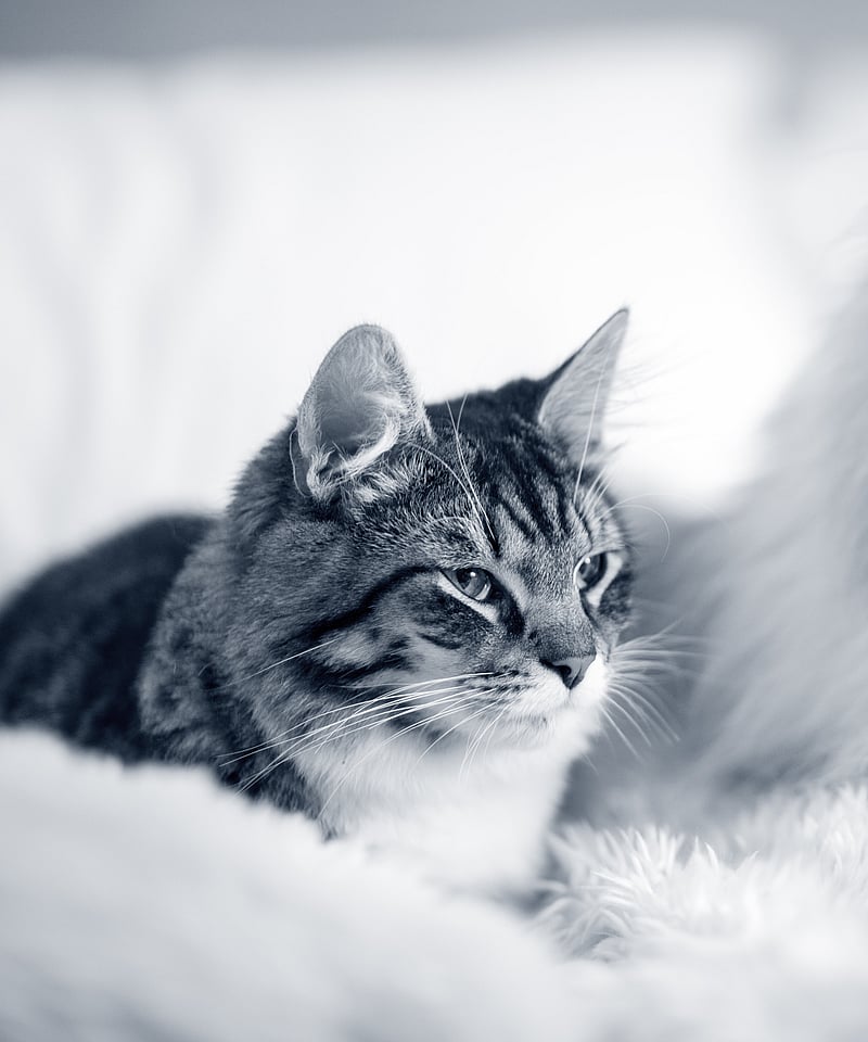 Un cane e un gatto sdraiati su una coperta.
