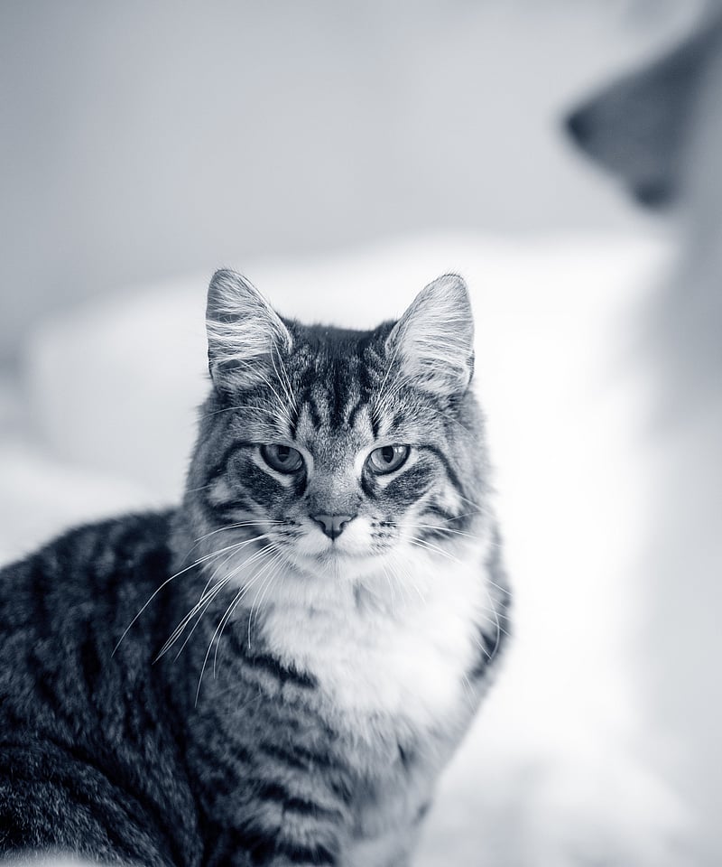Un gatto che guarda la telecamera.