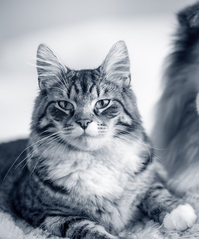 Un gatto e un cane sdraiati su una coperta.