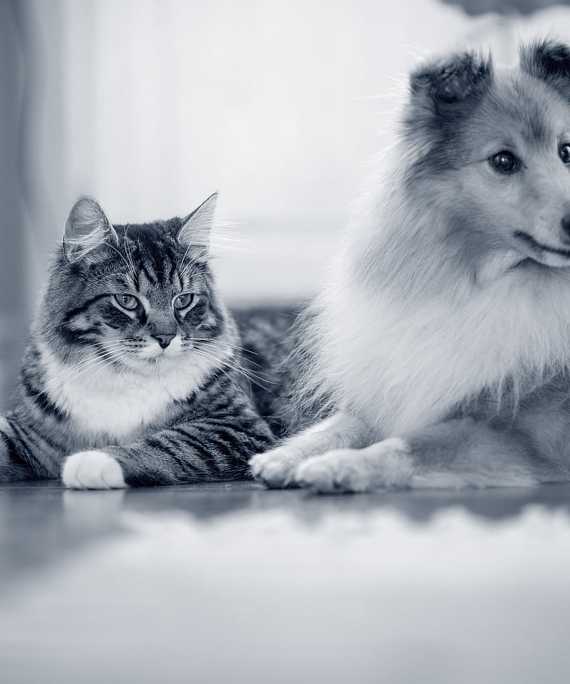 Un cane e un gatto sdraiati sul pavimento.