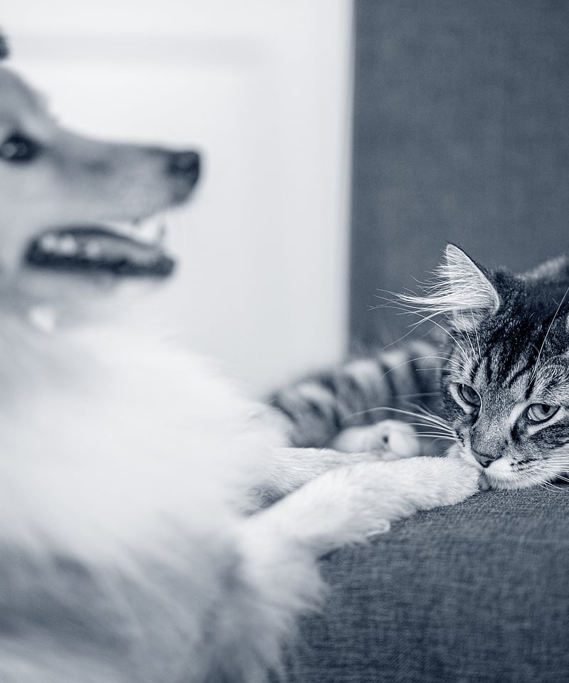 Un cane e un gatto sdraiati su un divano.