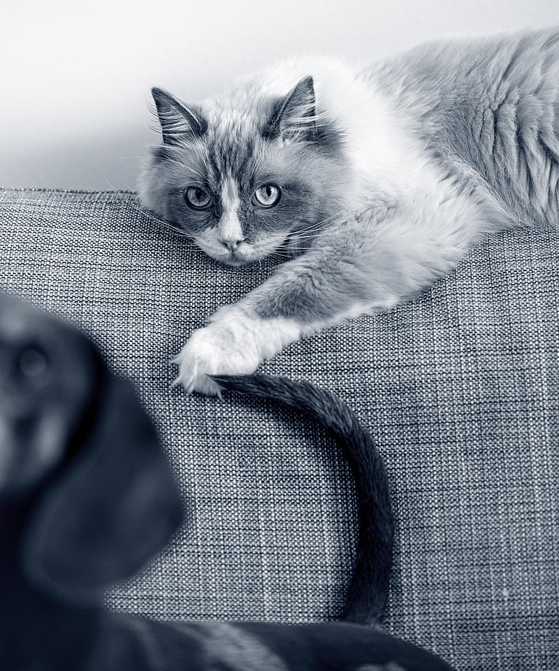 Un gatto sdraiato su un divano.