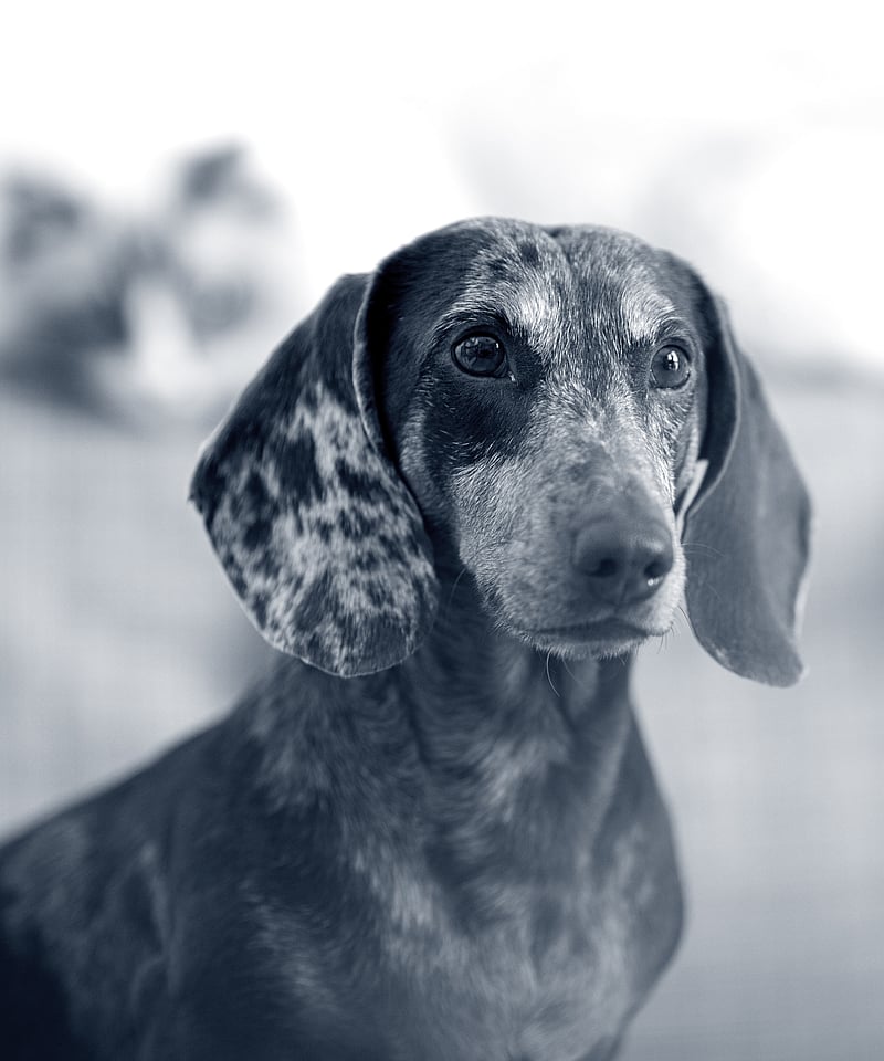 Un cane con uno sguardo macchiato.