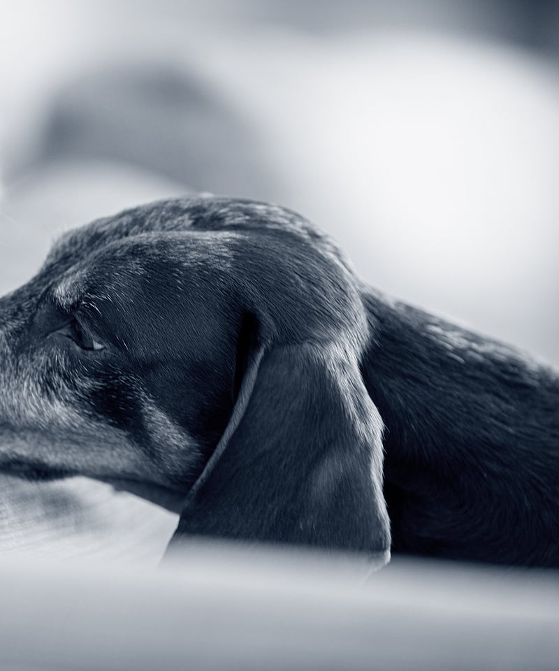 Un gatto e un cane sdraiati su un divano.
