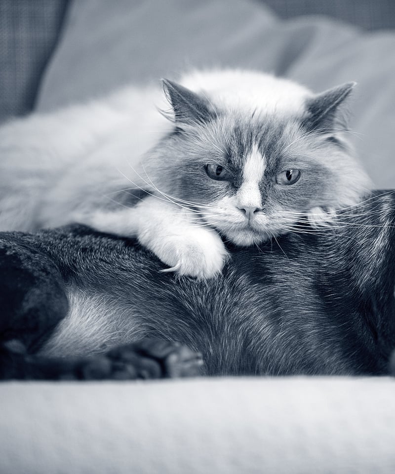 Un gatto sdraiato su un cane.