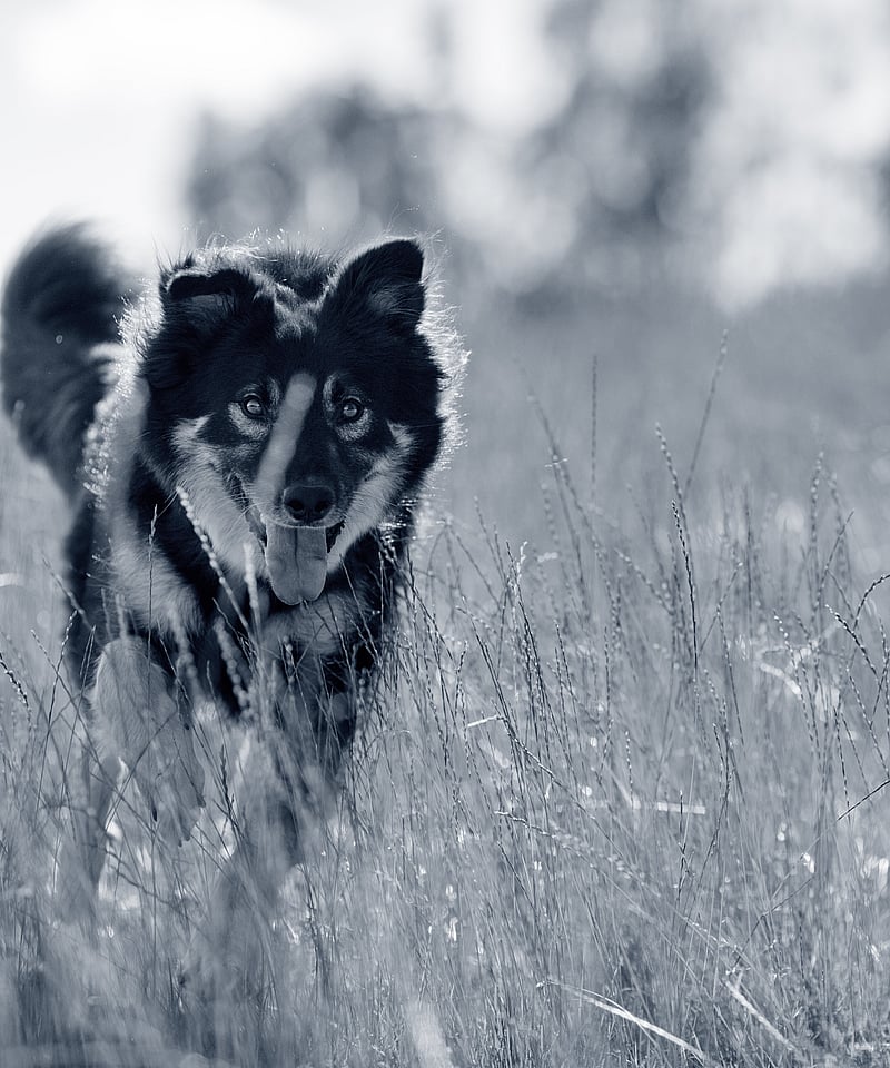 Un cane che corre nell'erba alta.