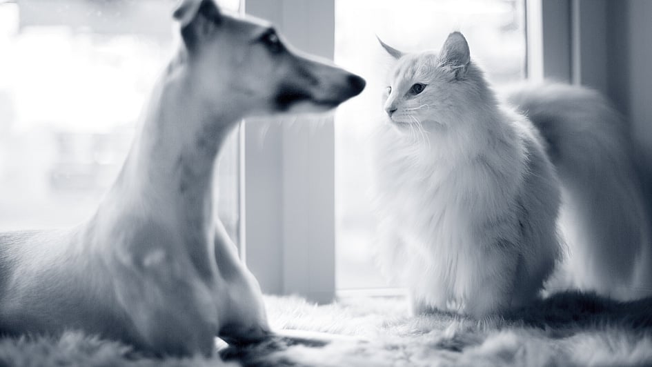 Un cane e un gatto che si guardano.