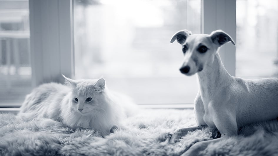 Un cane e un gatto sdraiati su un tappeto.