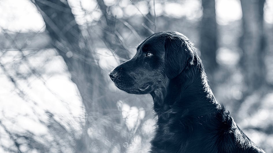 Un cane nero seduto nel bosco.