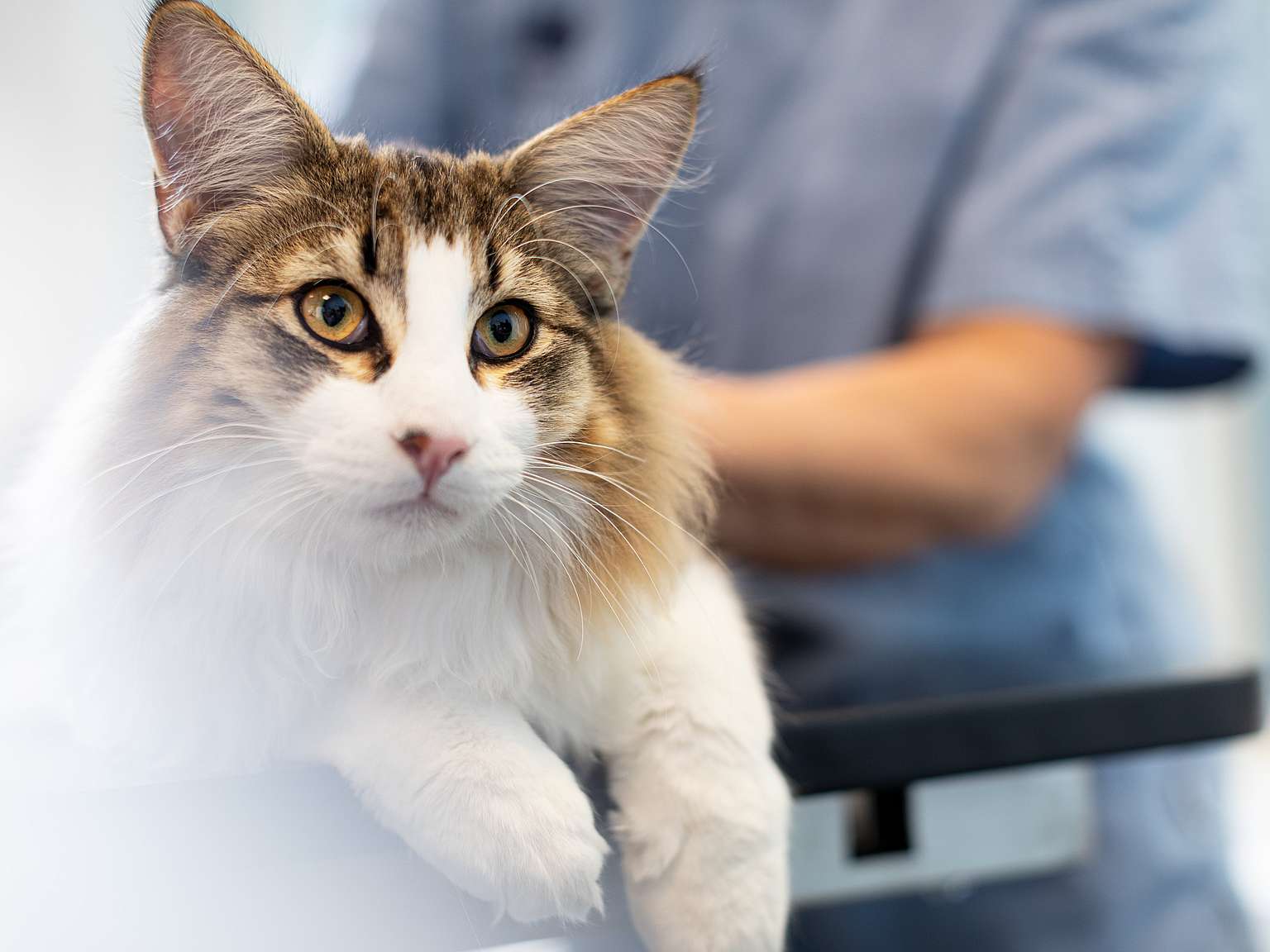 Cat in the clinic