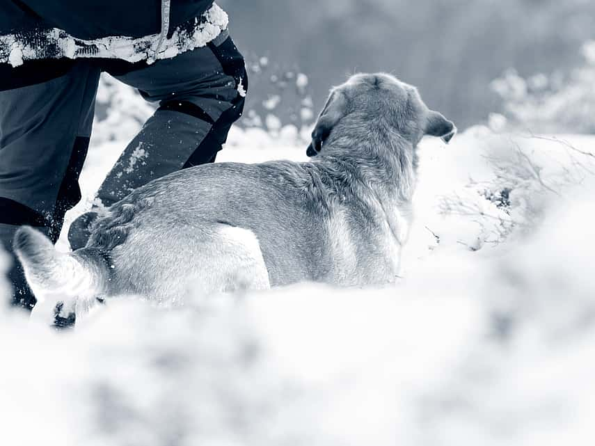 cane e neve