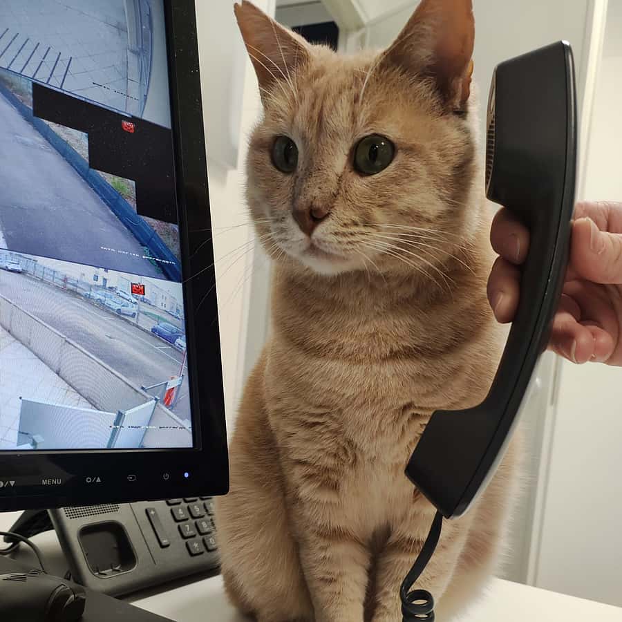 Giuliano il gatto