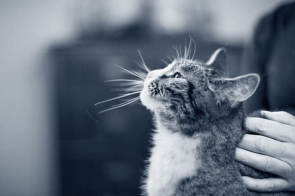 Un gatto che guarda il cielo.