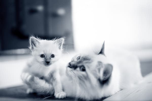 Un gatto e un gattino su un tappeto.