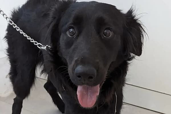Un cane nero alla catena.