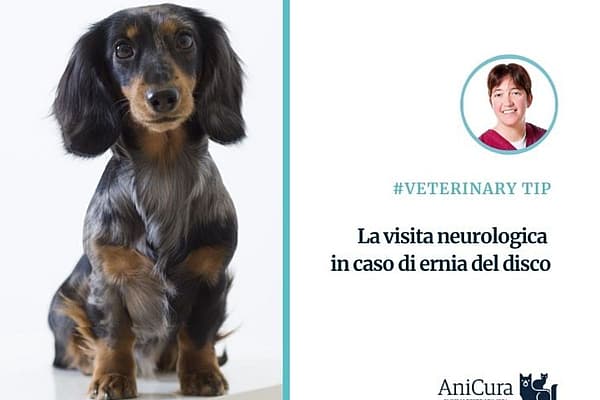 Un cane in piedi su una superficie bianca.