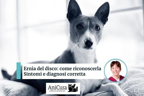 Un cane sdraiato su un letto.