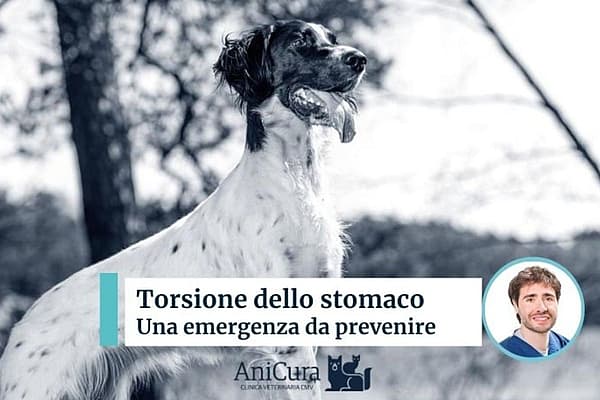 Un cane in piedi di fronte a una persona.