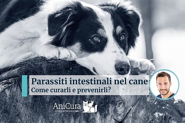 Un cane sdraiato su un ceppo d'albero.