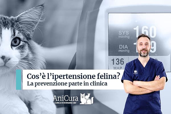 Una persona in camice blu in piedi davanti a un gatto.
