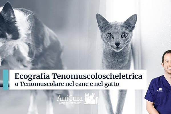 Una persona in piedi accanto a un gatto e un cane.