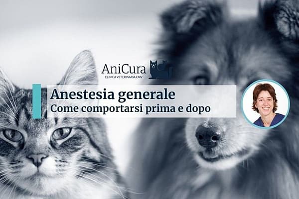 Un gatto e un cane con la faccia di una persona.