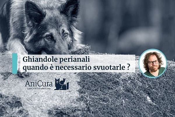 Un cane che guarda sopra una spalla.