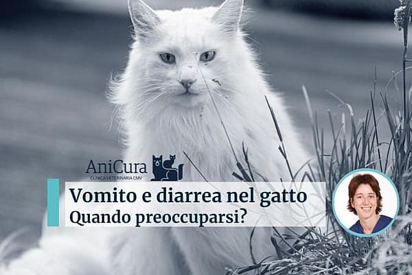 Un gatto bianco seduto nell'erba.
