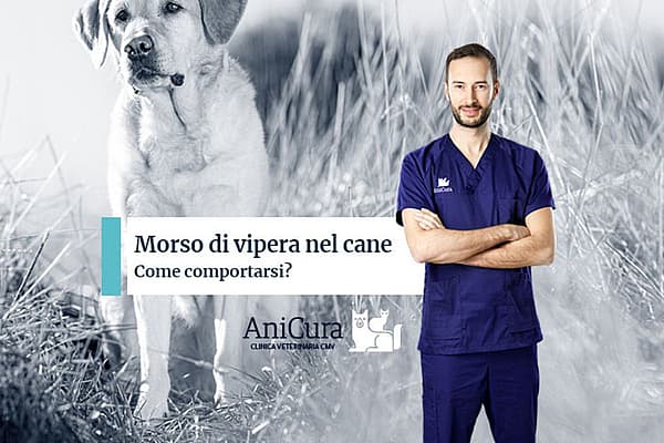 Una persona in camice blu in piedi davanti a un cane.