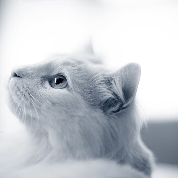 Un gatto bianco che guarda in alto.