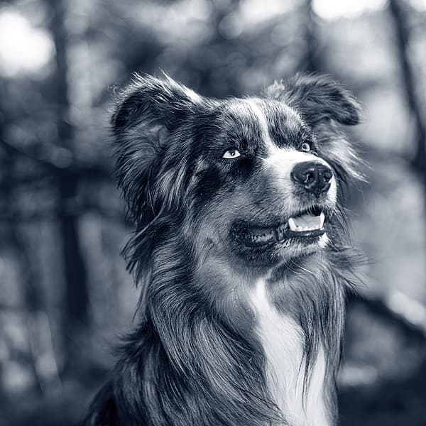 Un cane che guarda in aria.