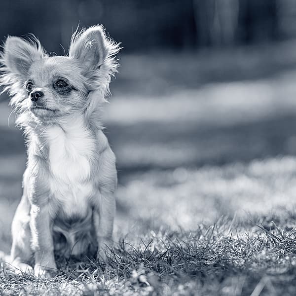 Un piccolo cane seduto nell'erba.