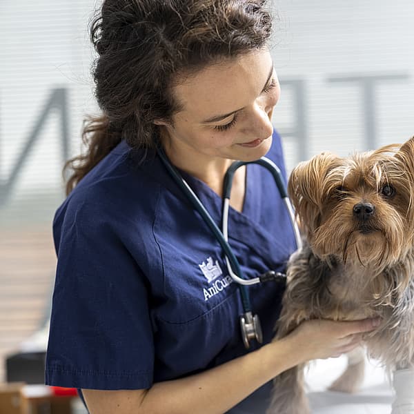Una persona con uno stetoscopio che tiene un cane.